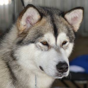 Meet your Posher, Joseph